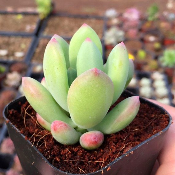 dr cornelius succulent Real Live Succulent Cactus Plant : Pachyphytum Doctor Cornelius