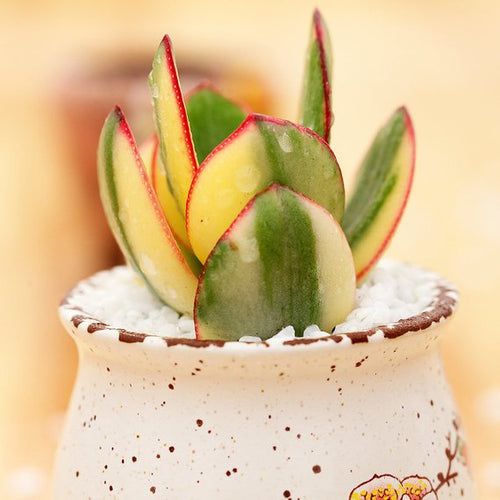 Real Live Succulent Cactus Plant : Crassula obliqua 'Tricolor Jade'