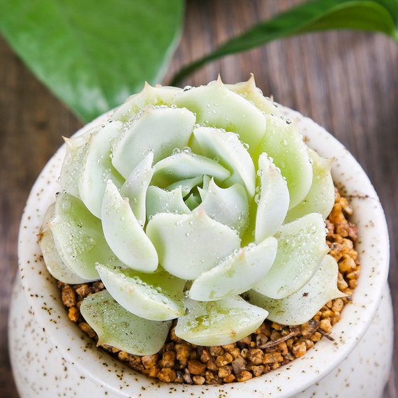 echeveria lola succulent Real Live Succulent Cactus Plant : Echeveria 'Lola'