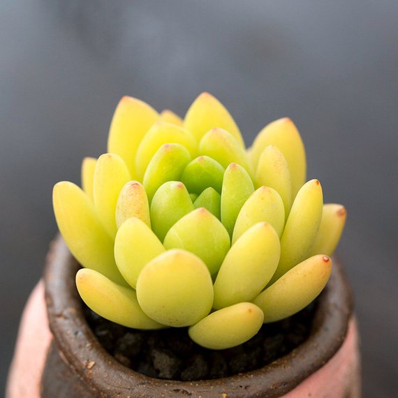 alice in wonderland succulent Real Live Succulent Cactus Plant : Sedum 'Alice Evans' – Succulent Zone