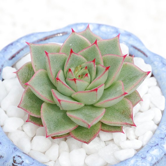 fabiola succulent Real Live Succulent Cactus Plant : Echeveria Fabiola