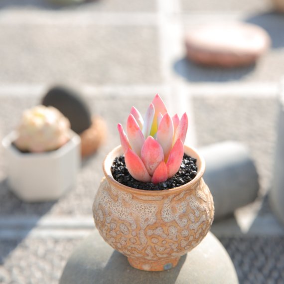 mini succulents real Real Live Succulent Cactus Plant : xPachyveria 'Powder Puff' – Succulent Zone