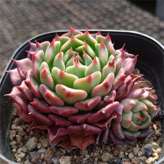 cvs succulents Real Live Succulent Cactus Plant : Echeveria minima cv Miniouhikou –  Succulent Zone