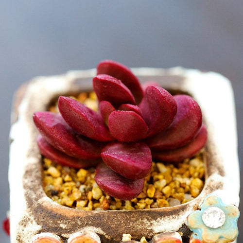 Real Live Succulent Cactus Plant : Crassula clavata