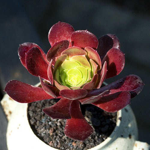 Real Live Succulent Cactus Plant : Aeonium 'Plum Purdy'