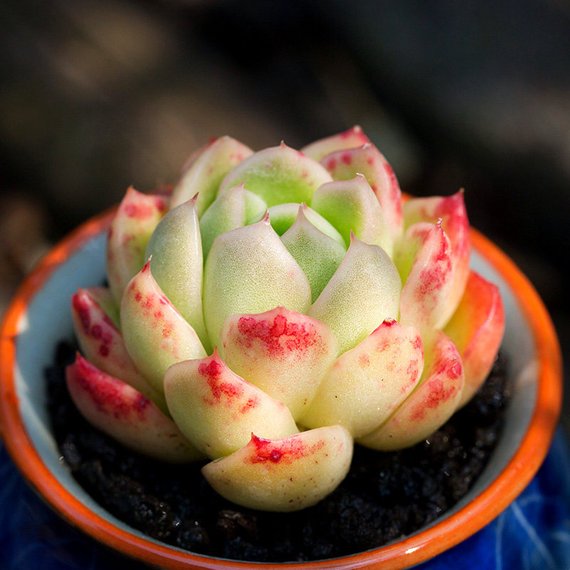 gilva succulent Real Live Succulent Cactus Plant : Echeveria 'Gilva' – Succulent Zone