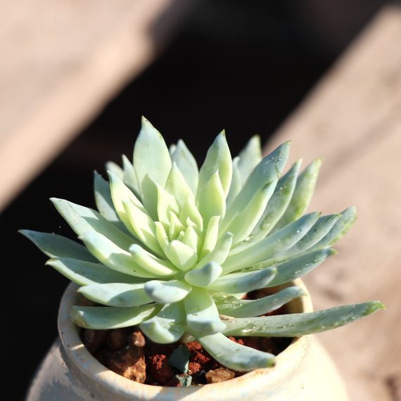 fanfare succulent Real Live Succulent Cactus Plant : xSedeveria 'fanfare'