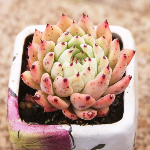 purchase succulent plants Real Live Succulent Cactus Plant : Echeveria cuspidata var. zaragozae – Succulent Zone