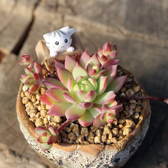 small live succulent plants Real Live Succulent Cactus Plant : Graptopetalum macdougallii Alexande – Succulent Zone