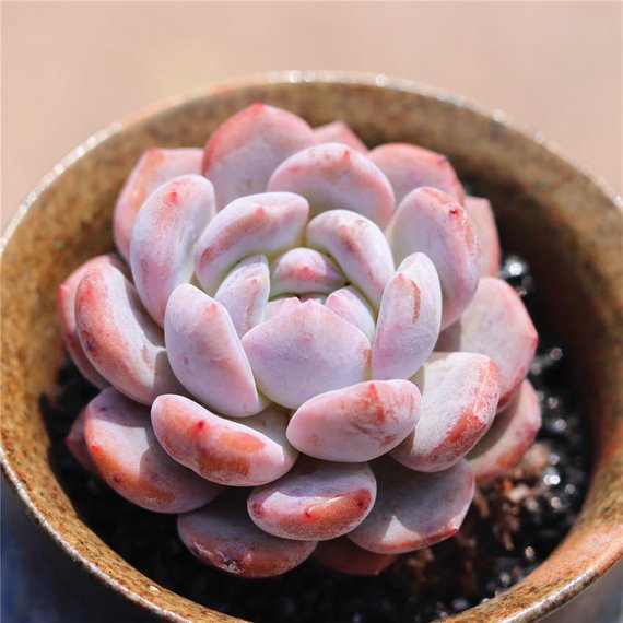 Real Live Succulent Cactus Plant : Echeveria Monroe