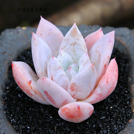 giant succulent Real Live Succulent Cactus Plant : Echeveria Mexican Giant / Echeveria colorata 'Mexican Giant'