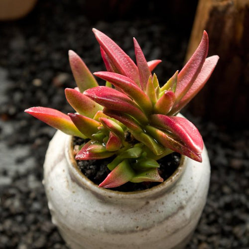 Real Live Succulent Cactus Plant : Crassula fusca