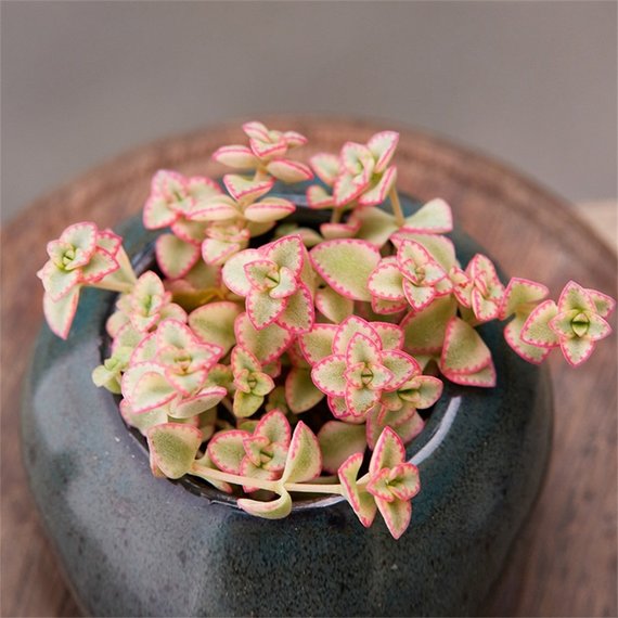 Real Live Succulent Cactus Plant : 'XIAOSUOBIANJIN'