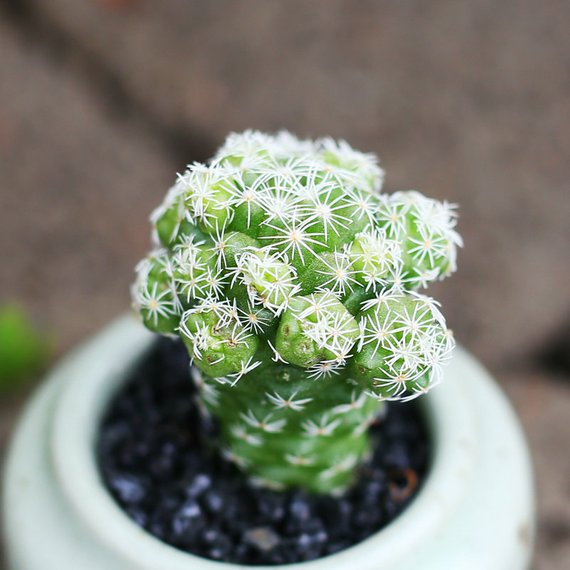 Real Live Succulent Cactus Plant : Mammillaria herrerae