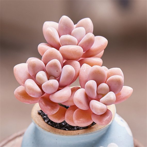 graptopetalum succulent Real Live Succulent Cactus Plant : Graptopetalum sp('Ellen')