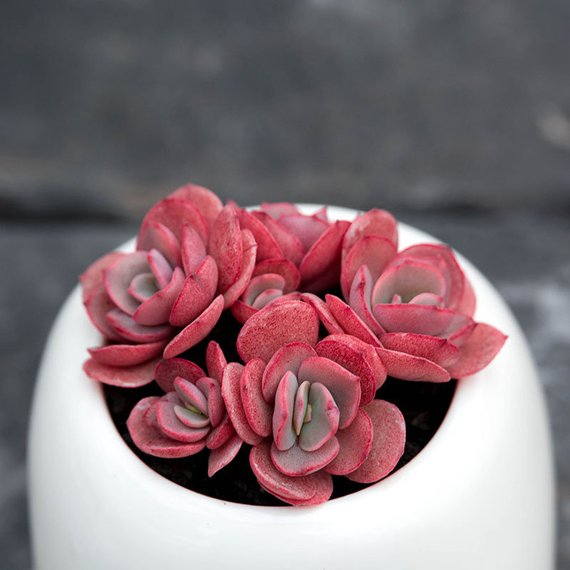 Real Live Succulent Cactus Plant : Echeveria Sunyan – Succulent Zone