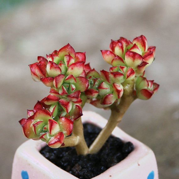 supia succulent Real Live Succulent Cactus Plant : Echeveria supia
