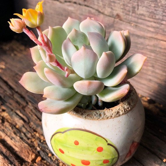 a grim one succulent Real Live Succulent Cactus Plant : x Graptoveria 'A Grim One'
