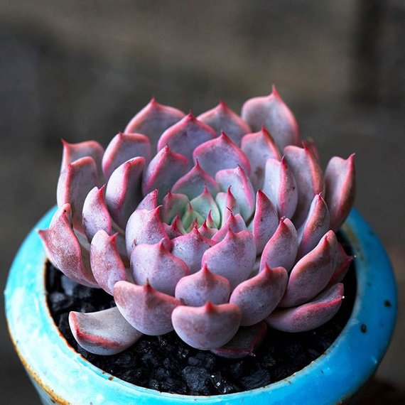 echeveria rosea succulent Real Live Succulent Cactus Plant : Echeveria Texensis Rosea