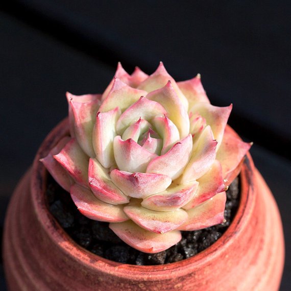 succulent with pink edges Real Live Succulent Cactus Plant : Echeveria 'Pink Tips' – Succulent Zone