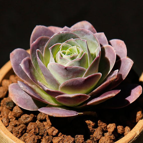 Real Live Succulent Cactus Plant : Greenovia aurea ex El Hierro ('Pink Mountain Rose')