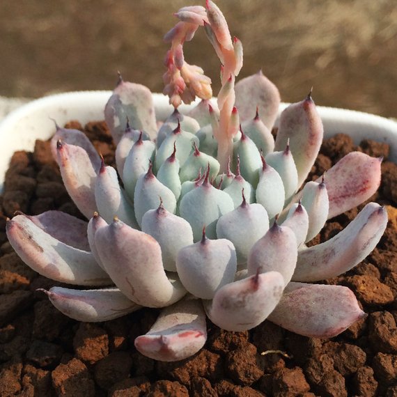 cuspidata succulent Real Live Succulent Cactus Plant : Echeveria cuspidata var.zaragozae K – Succulent Zone