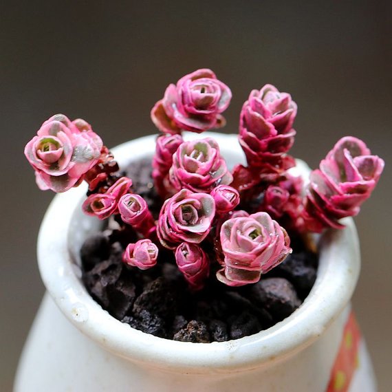 succulent dragon's blood Real Live Succulent Cactus Plant : Sedum spurium cv.'Dragon's Blood