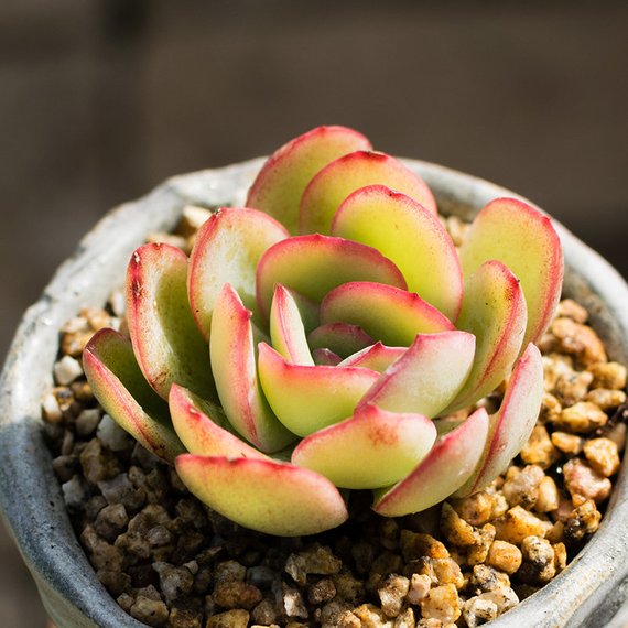 Real Live Succulent Cactus Plant : 'CHENLU'