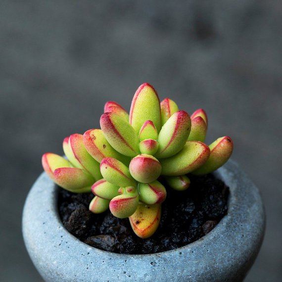 nudicaulis succulent Real Live Succulent Cactus Plant : Crassula nudicaulis var herrei –  Succulent Zone