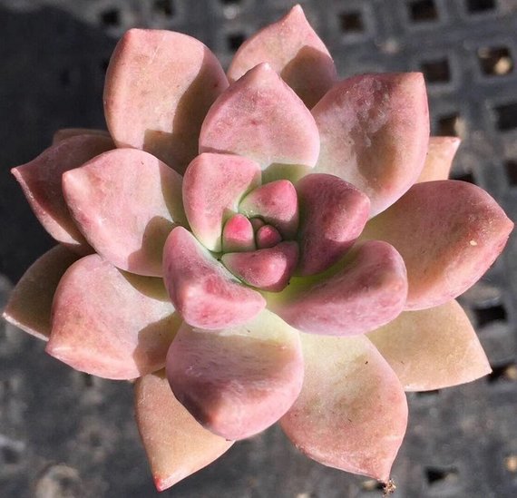 pink pearl succulent Real Live Succulent Cactus Plant : Echeveria gilva 'Shining Pearl' –  Succulent Zone