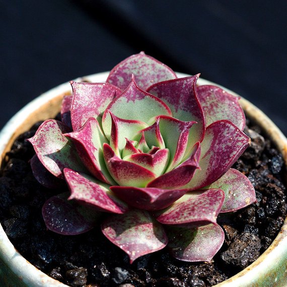 Real Live Succulent Cactus Plant : Echeveria longissima var. longissim –  Succulent Zone