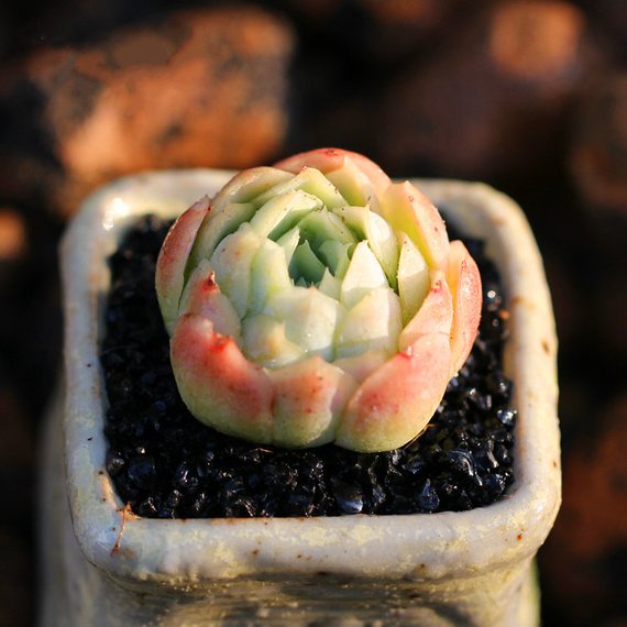 berry succulents Real Live Succulent Cactus Plant : Echeveria 'Lemon Berry' – Succulent Zone