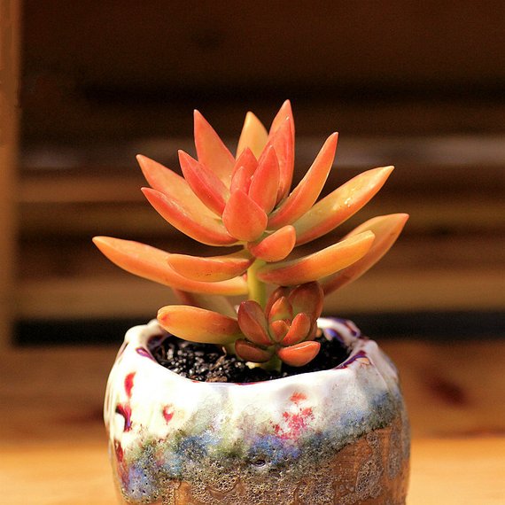 succulent sedum nussbaumerianum Real Live Succulent Cactus Plant : Sedum nussbaumerianum – Succulent Zone