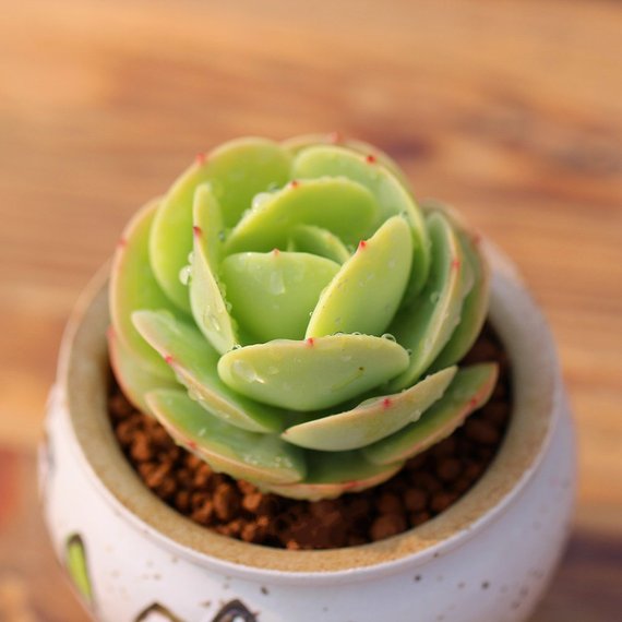 succulent peach Real Live Succulent Cactus Plant : Echeveria Peach Pride