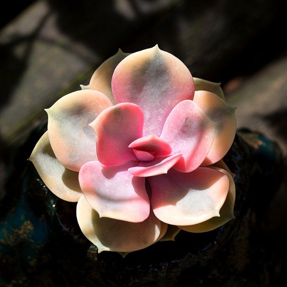 are rainbow succulents real Real Live Succulent Cactus Plant : Echeveria Rainbow – Succulent Zone