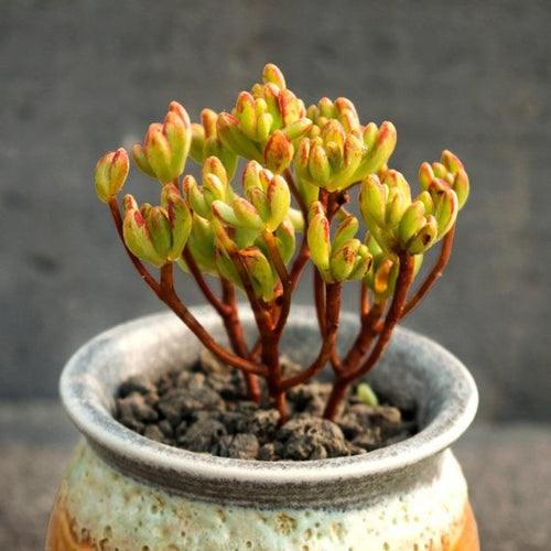 Real Live Succulent Cactus Plant : Aeonium x loartei