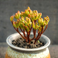 Real Live Succulent Cactus Plant : Aeonium x loartei