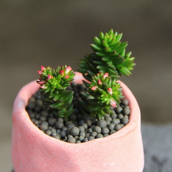 spiral succulent plant Real Live Succulent Cactus Plant : Sedum 'Spiral Staircase' – Succulent Zone