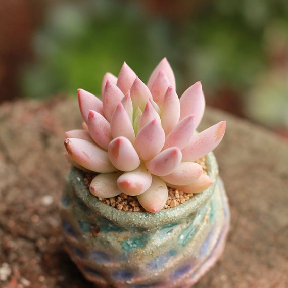 Real Live Succulent Cactus Plant : Echeveria 'Solomon' 'SUOLUOMEN'