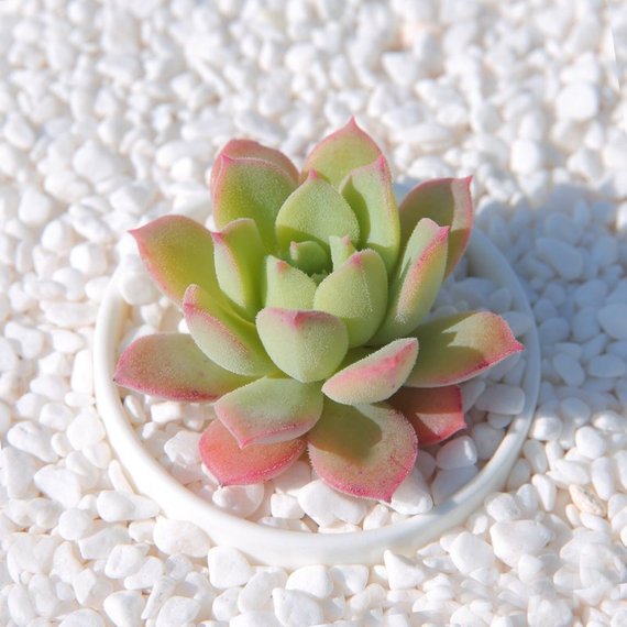 succulents reddit Real Live Succulent Cactus Plant : Echeveria 'sugared' – Succulent Zone