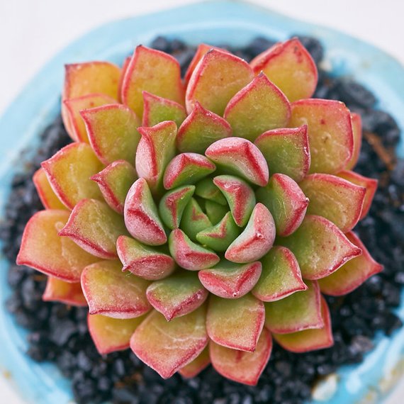 darley dale succulent Real Live Succulent Cactus Plant : x Sedeveria Darley Dale