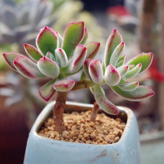 green and red succulent plant Real Live Succulent Cactus Plant : Echeveria pulvinata