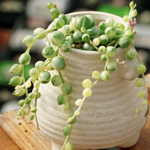 Real Live Succulent Cactus Plant : Senecio rowleyanus String of Pearls