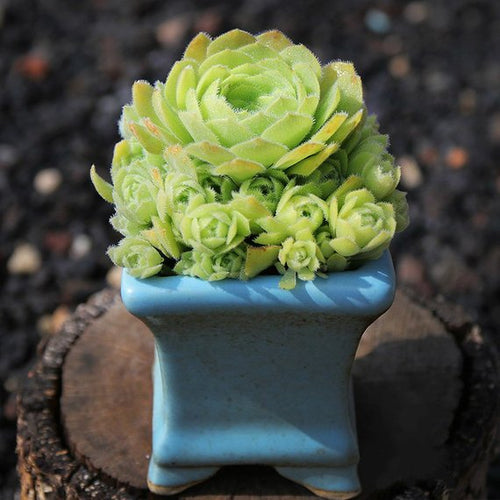 Real Live Succulent Cactus Plant : Aeonium tabuliforme hyb