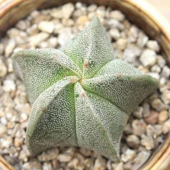 Real Live Succulent Cactus Plant : Astrophytum myriostigma