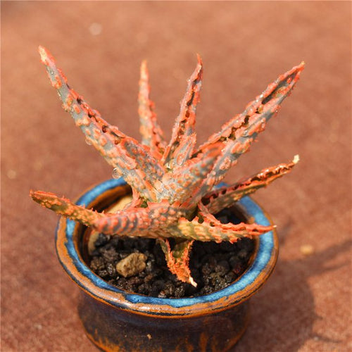 Real Live Succulent Cactus Plant : Aloe Christmas Carol