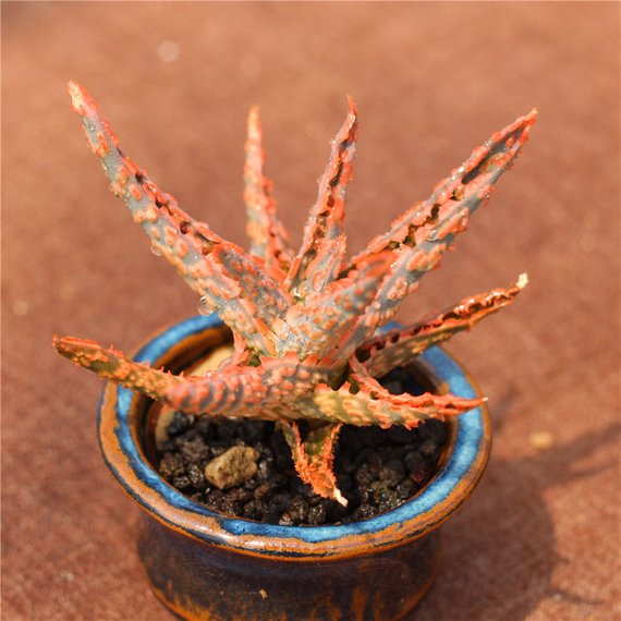 christmas carol succulent Real Live Succulent Cactus Plant : Aloe Christmas Carol – Succulent Zone