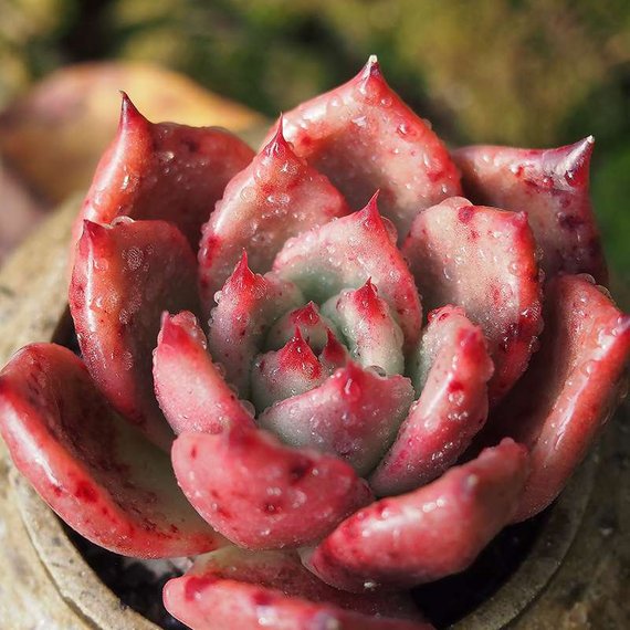 Real Live Succulent Cactus Plant : Echeveria 'Honey pink'