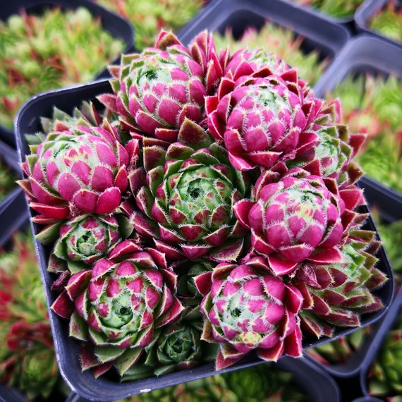 Real Live Succulent Cactus Plant : Jovibarba Sobolifera 'XIGUAQIU' –  Succulent Zone