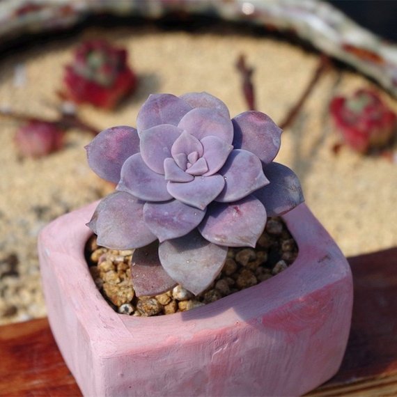 Real Live Succulent Cactus Plant : Graptopetalum superbum (Kimnach)  Acev.-Rosas – Succulent Zone